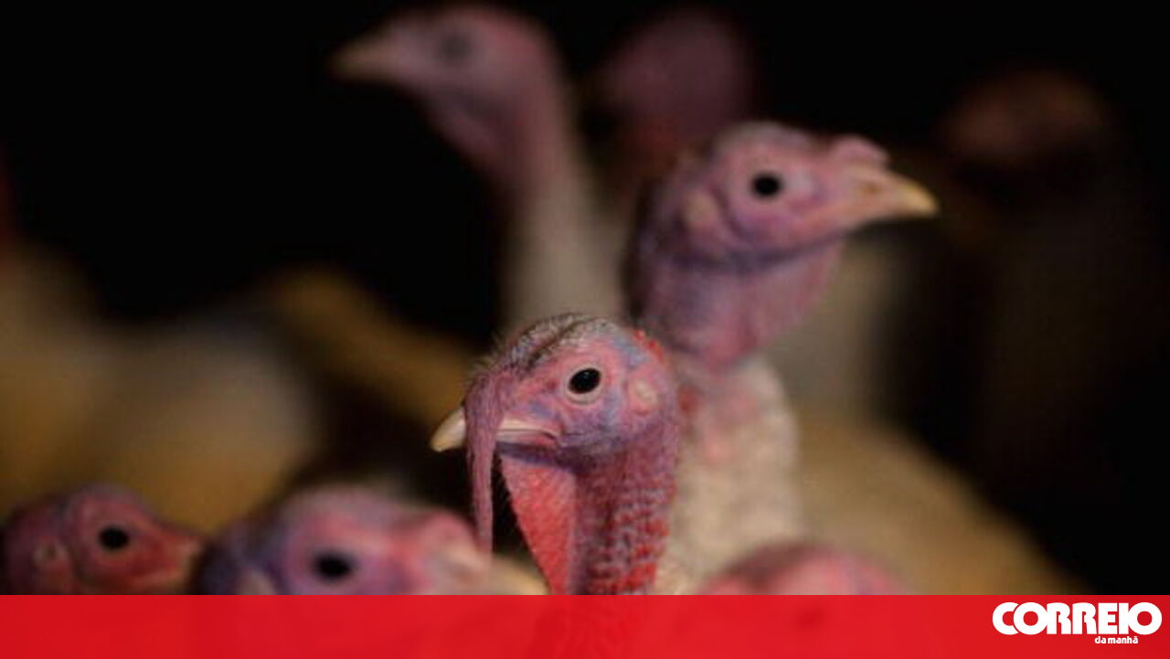 O Brasil suspende as vendas de frango na Argentina, China e UE devido ao caso da gripe aviária-mundo