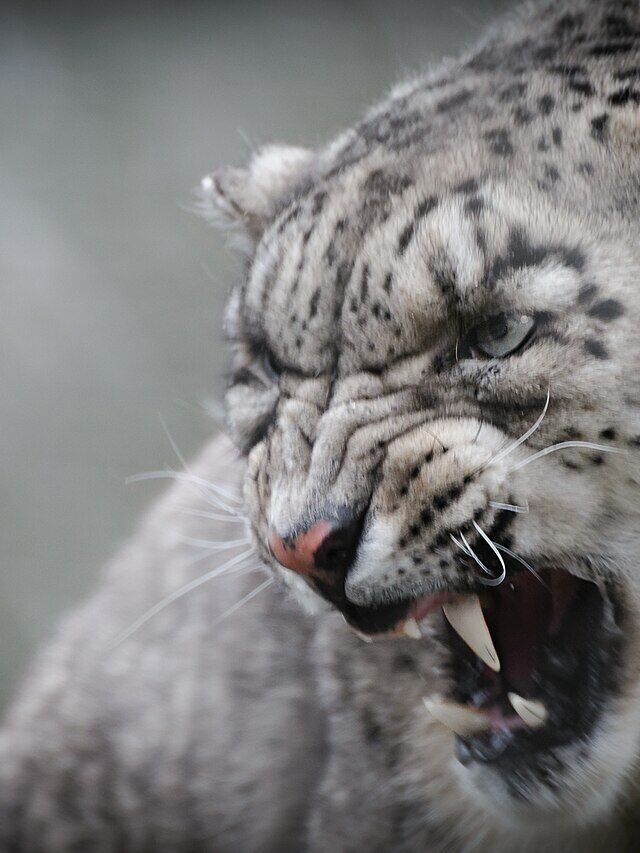 'Grande surpresa.' Leopardo das neves avistado em Portugal revela segredos das espécies