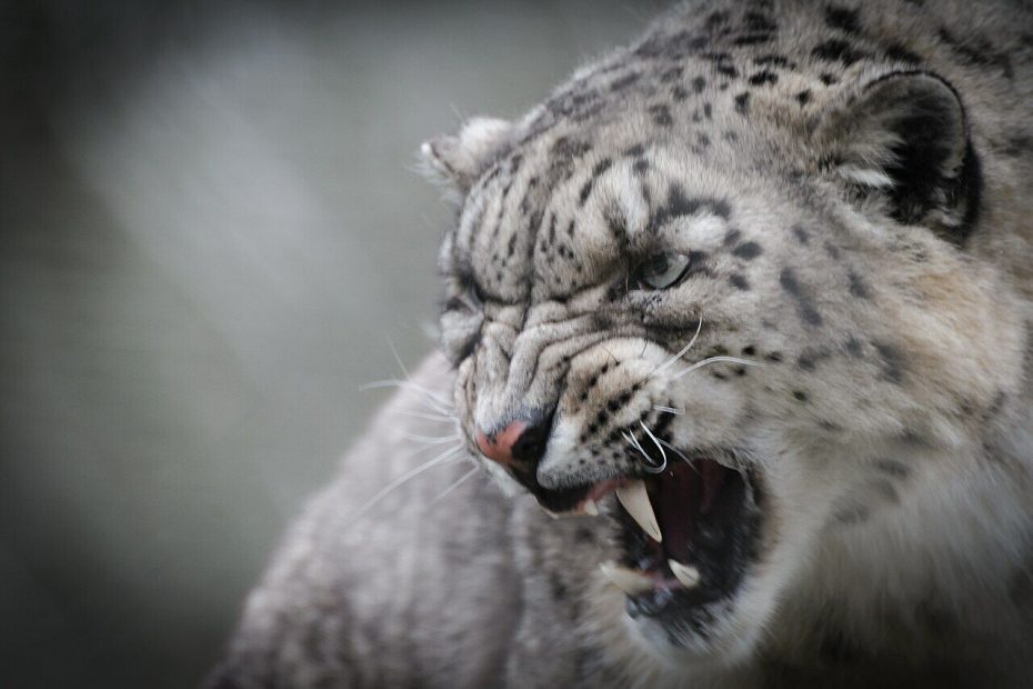 'Grande surpresa.' Leopardo das neves avistado em Portugal revela segredos das espécies