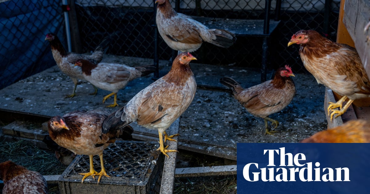 'It's all hands on deck': Bird flu in U.S. poultry puts national cooperation to test U.S. News