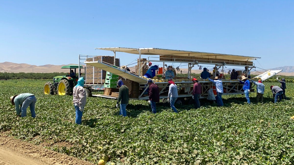 'Lonely in the fields': Immigration raids bring chill to rural California Immigration news