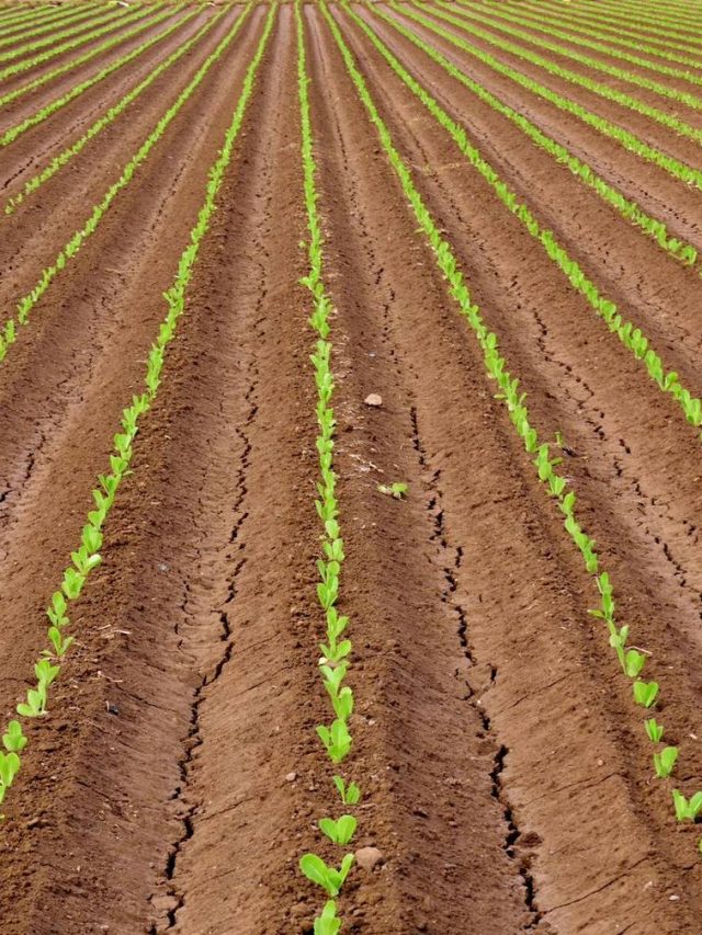 Tudo sobre chamar supermercados de consumidores: eis como o setor de alimentos agro se torna uma bioeconomia competitiva