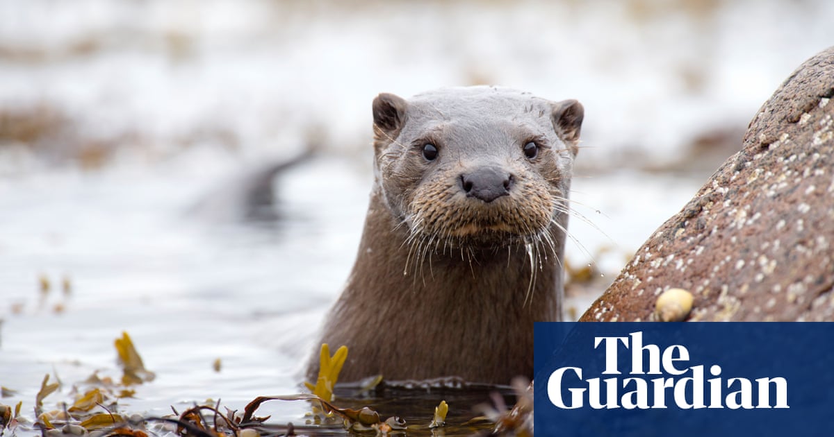 Analysis reveals otters in UK wildlife carry toxic 'forever chemical' perfluorosulfonic acid