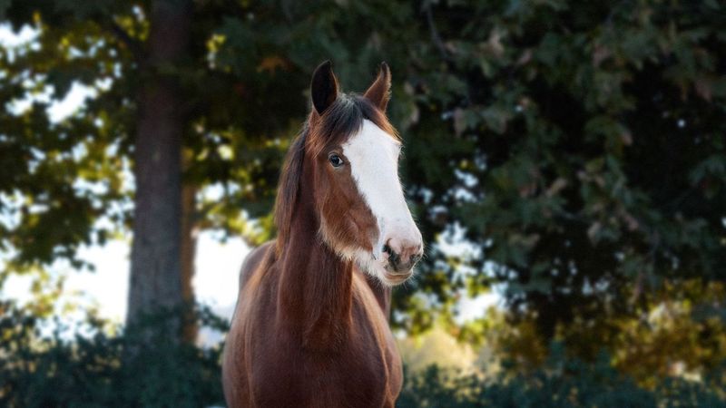 Anheuser-Busch puts Budweiser Clydesdale on the road to local Super Bowl