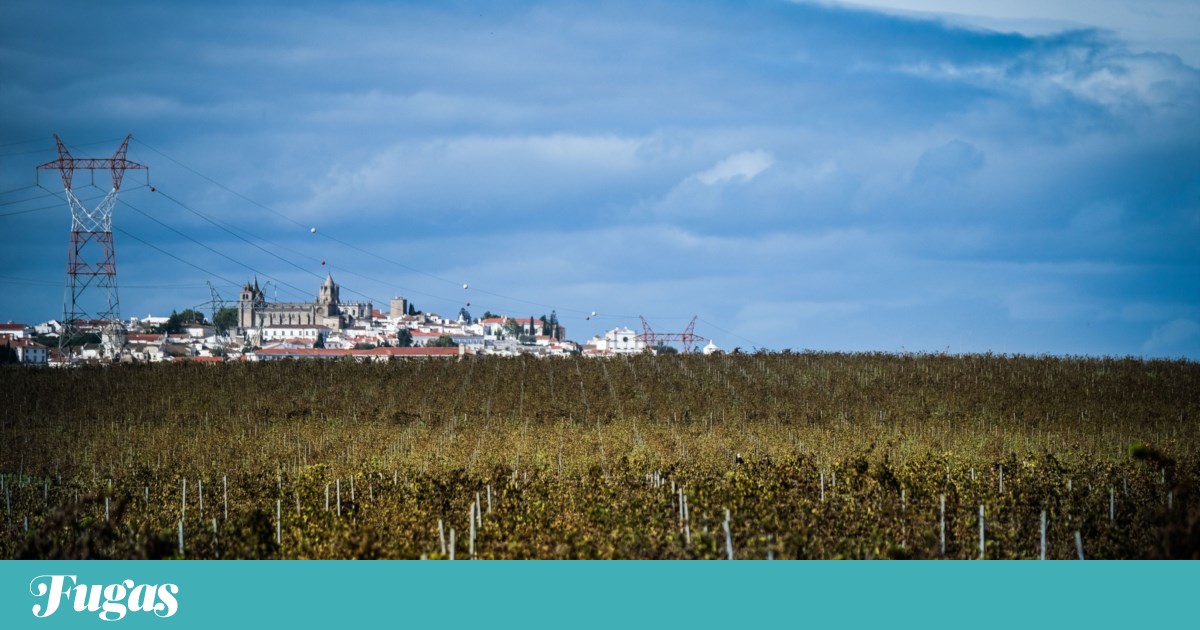 Apenas 76% do vinho produzido no Alentejo é vendido |