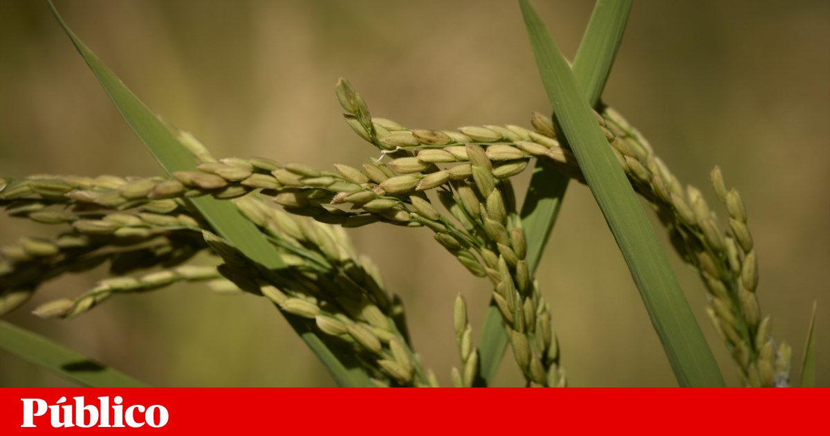 Arroz científico português está em cima da mesa Agricultura |
