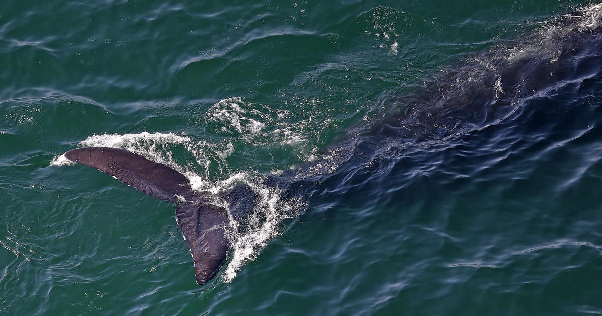 Biden administration withdraws proposal to save East Coast whales by slowing boats