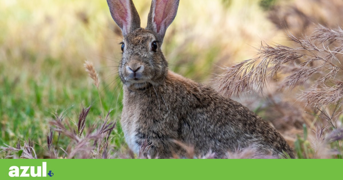 Biodiversidade das infecções virais na população de lebres portuguesas