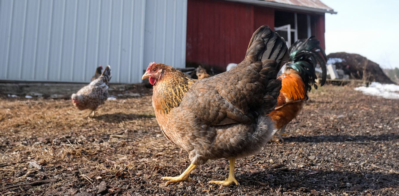 Bird flu outbreak among Michigan poultry again – An infectious disease expert explains the risks of bird flu to humans, chickens, cattle and other animals