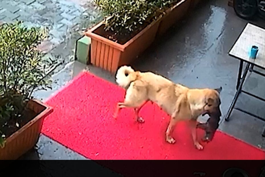 Cachorro traz cachorrinho inconsciente e hipotérmico para clínica veterinária – Vídeo