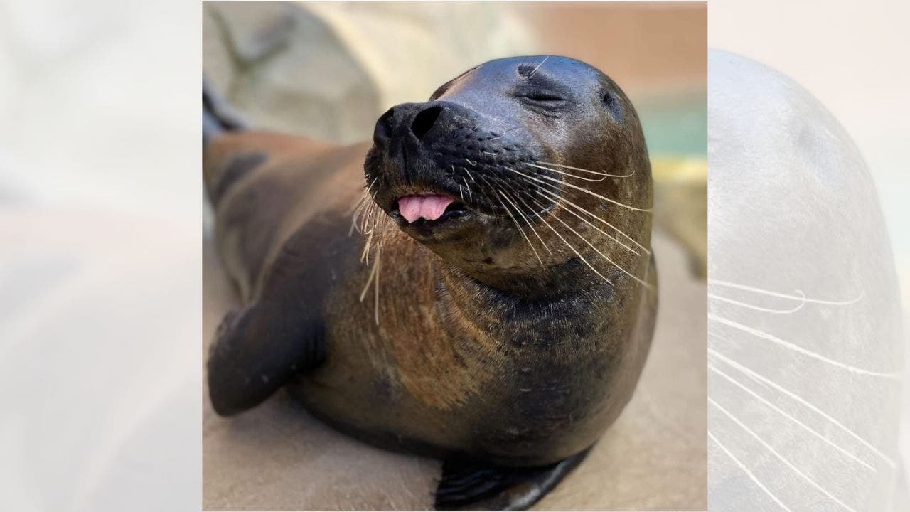 Chicago's Lincoln Park Zoo loses flamingos, seals to bird flu