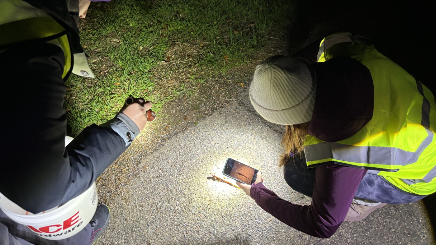 Chileno Valley Newt Brigade Helps Newts Cross Roads: NPR