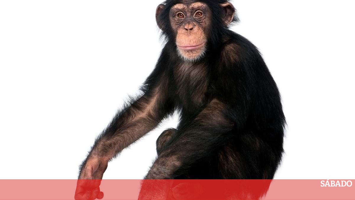 Chimpanzés usam ritmo para se comunicarem – hora final