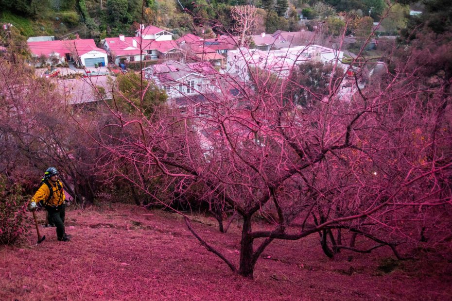 Day 8 of Los Angeles wildfires: What's the latest, what's next as high winds rage? |Environmental News