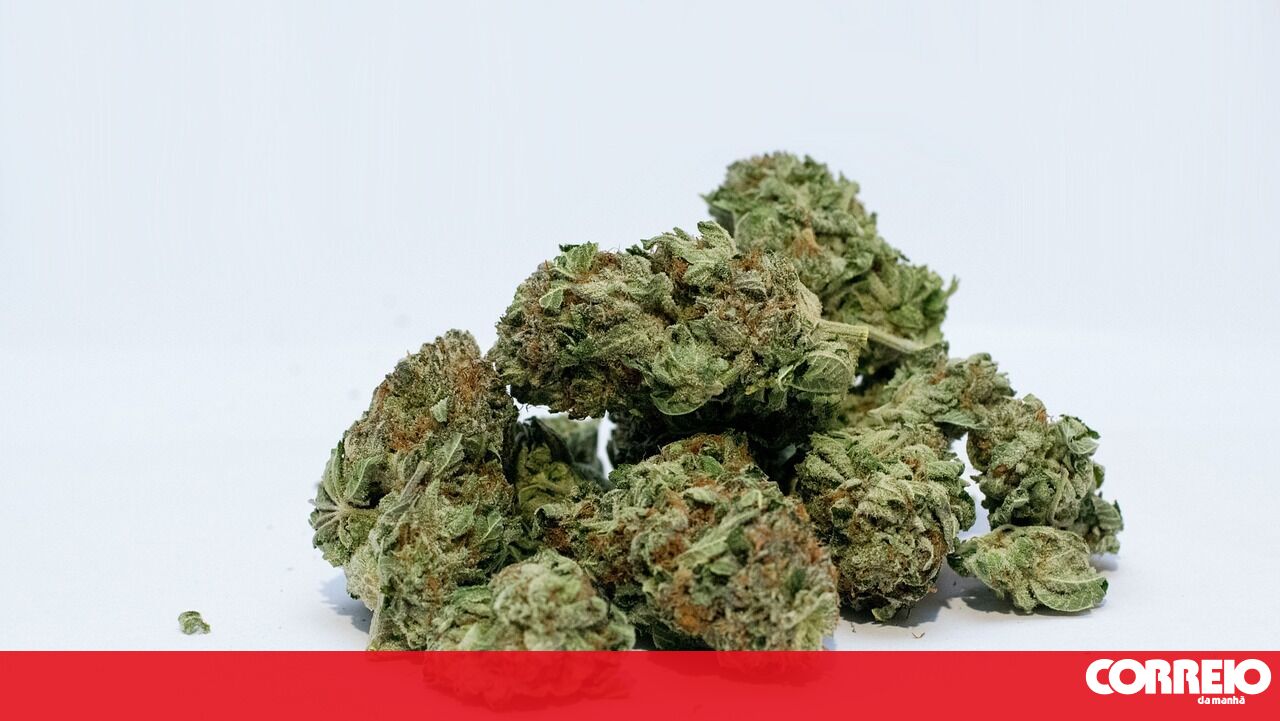 Delegados defendem introdução de sete novas substâncias na definição de drogas – Política