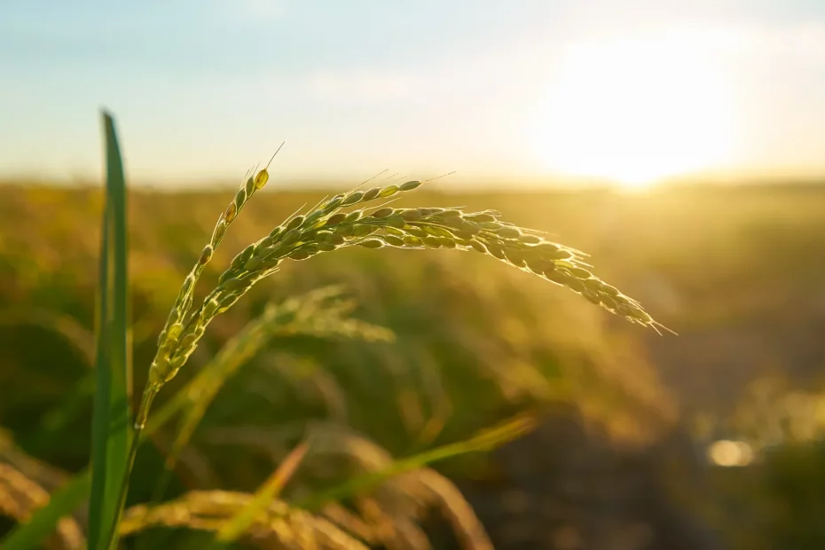 Estudo aponta migração como fundamental para o sucesso agrícola do sudoeste alentejano