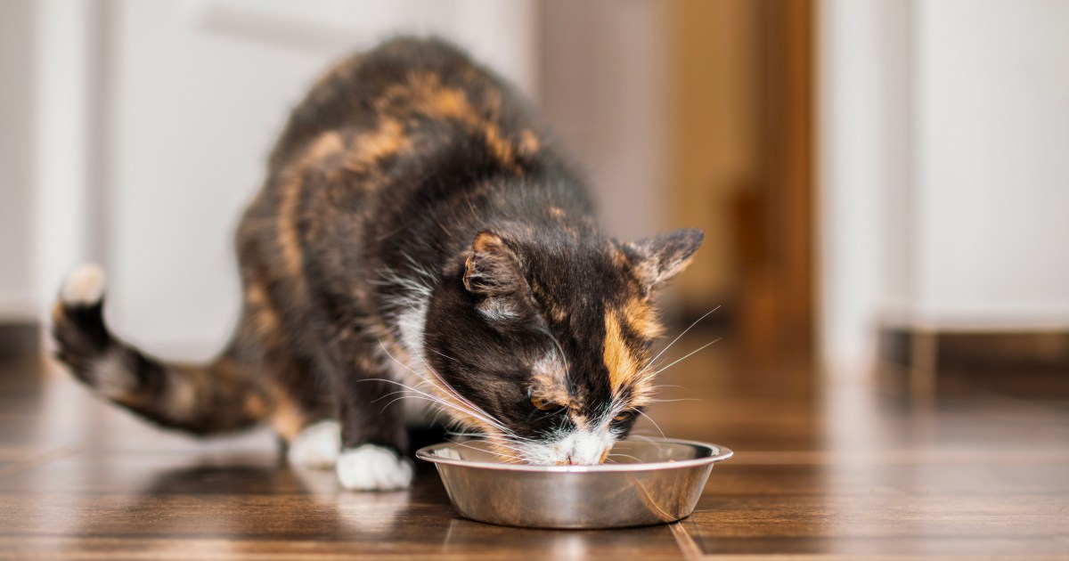 FDA recommends that pet food companies re -examine the safety plan during the outbreak of bird flu