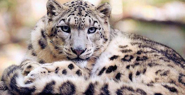 Fósseis de leopardo-das-neves mostram que a espécie era dominante na Ásia e na Europa