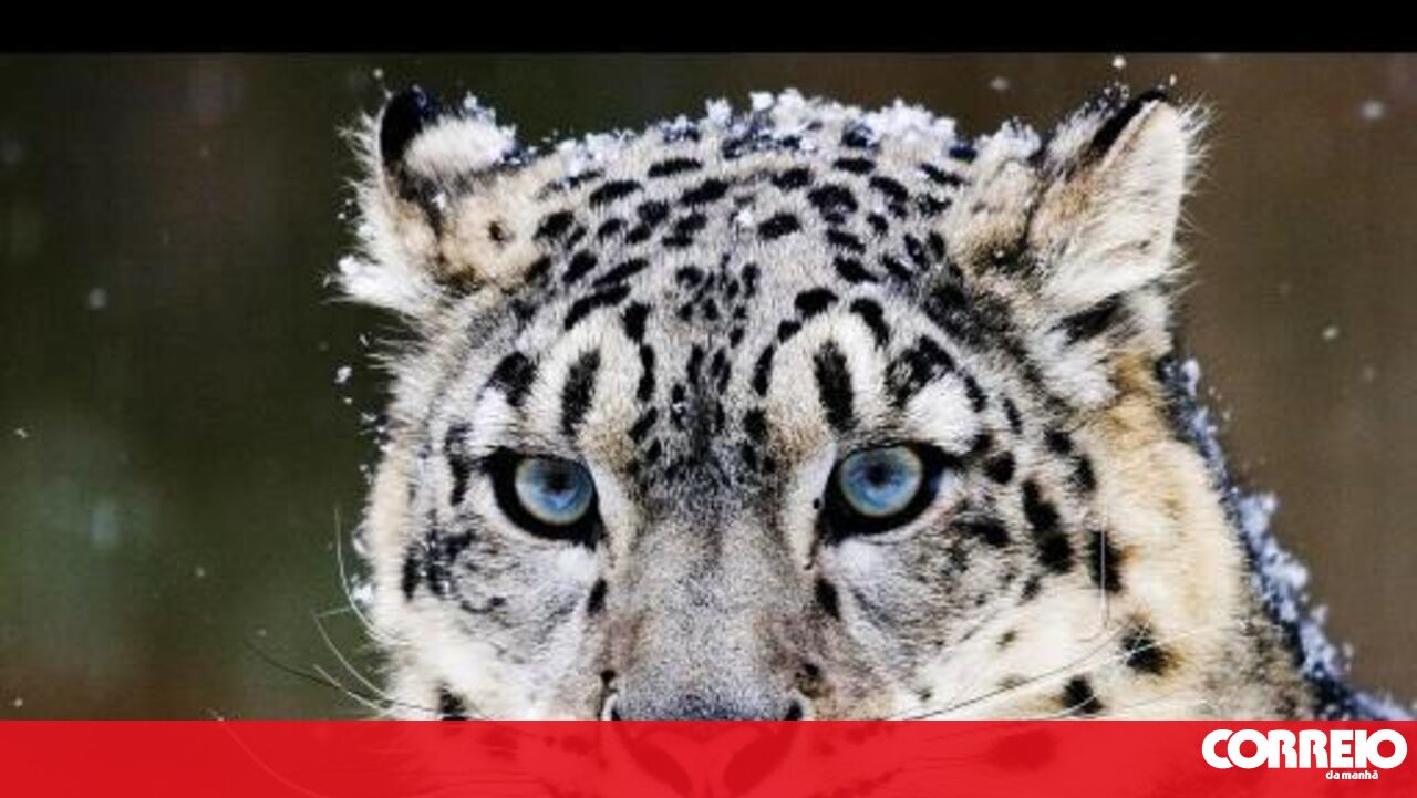Fóssil de leopardo-das-neves descoberto em Portugal revela segredos das espécies – Sociedade