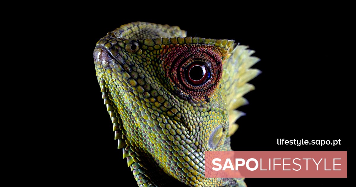 Genes, células, corvos e répteis andam a fazer batota…e os humanos também. As explicações do zoólogo Lixing Sun – Atualidade