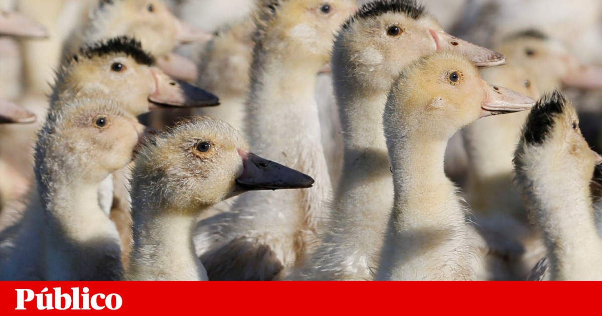 Gripe aviária detetada novamente na Saúde de Sintra |