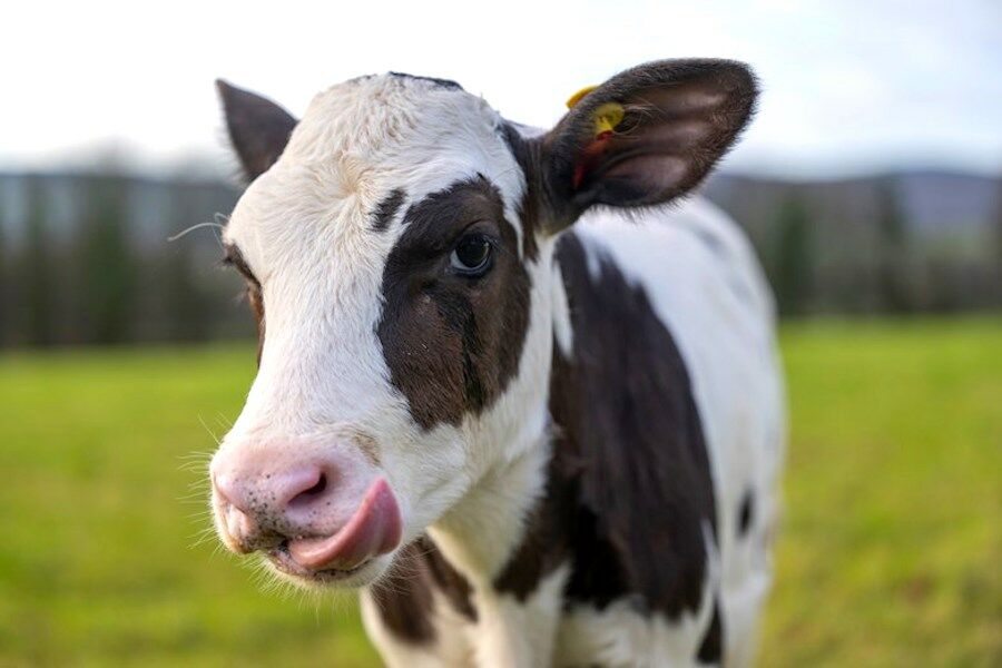 Hilda nasceu com poucos soluços. Esta é a primeira vaca fertilizada in vitro