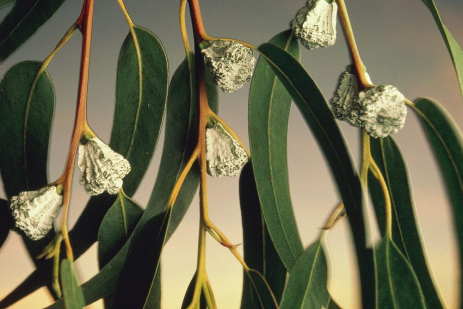 How Invasive Plants Are Fueling California's Wildfire Crisis