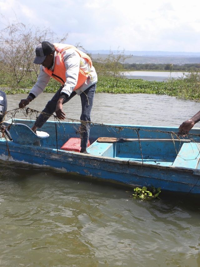 How invasive water hyacinth threatens fishermen's livelihoods in Kenya's popular lakes