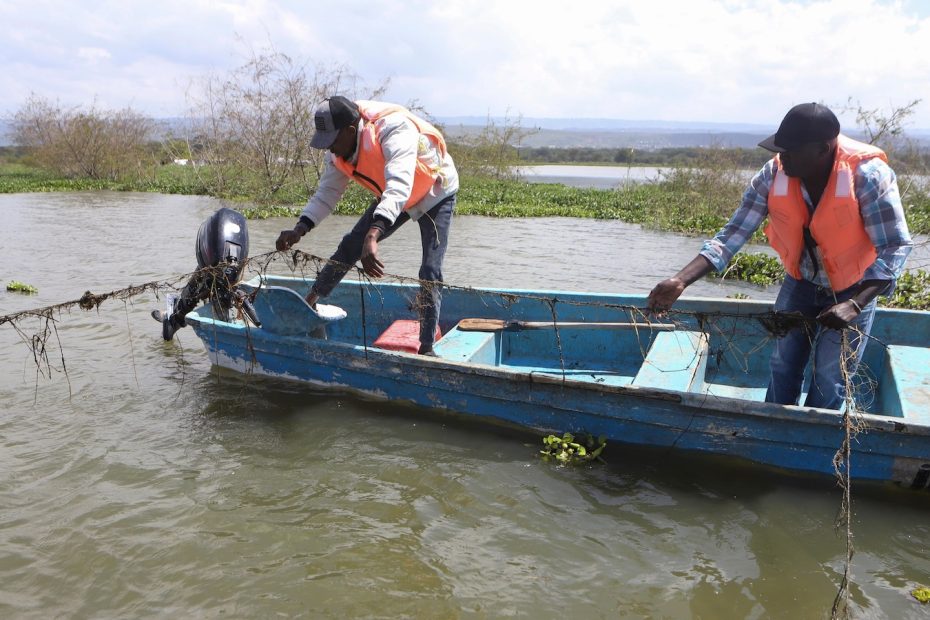 How invasive water hyacinth threatens fishermen's livelihoods in Kenya's popular lakes