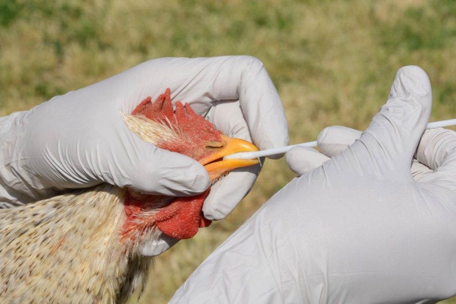 How to worry about bird flu