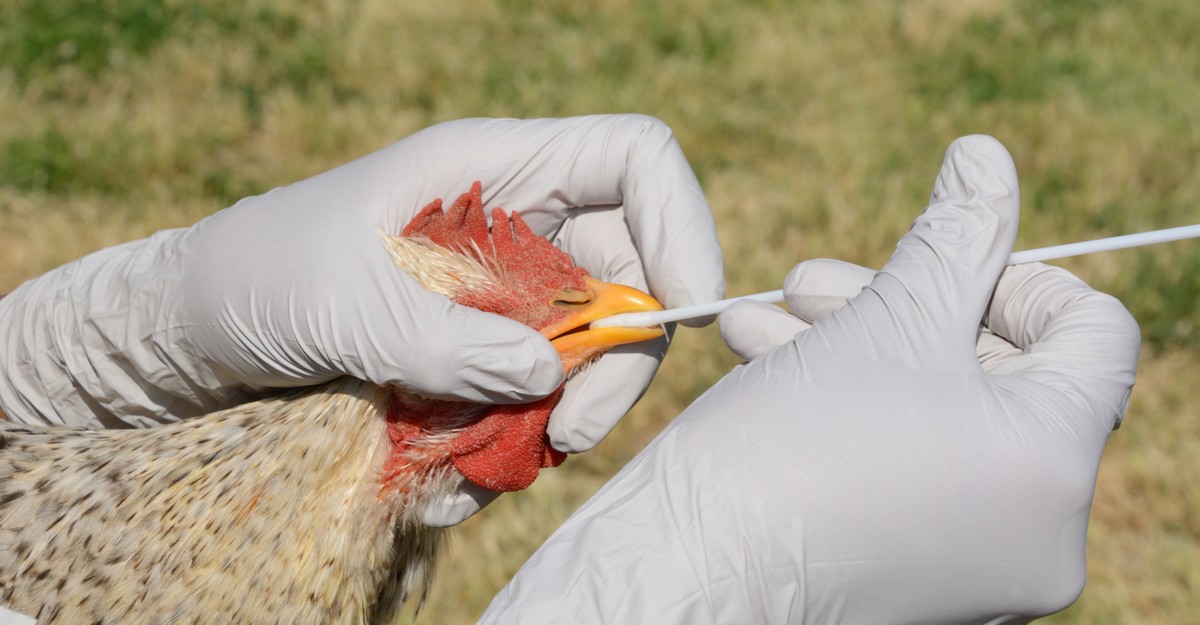 How to worry about bird flu