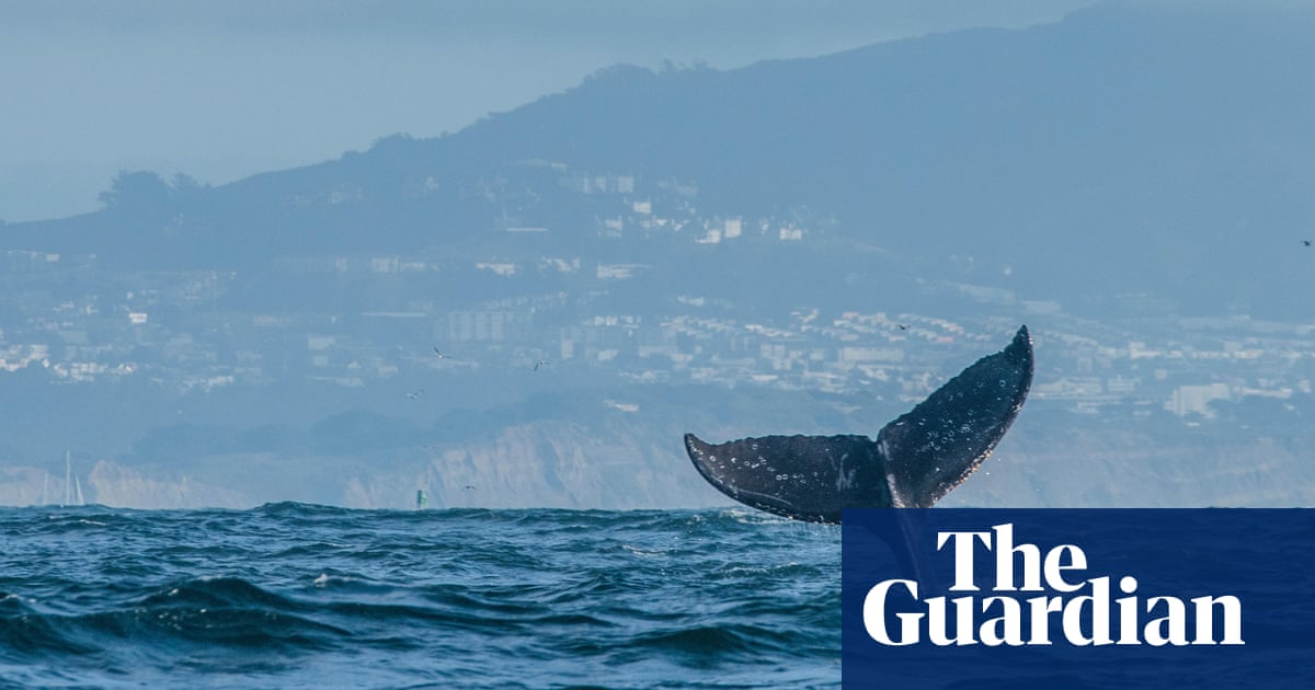 Humpback whales return to UK as sightings increase from Kent to Isles of Scilly Whales