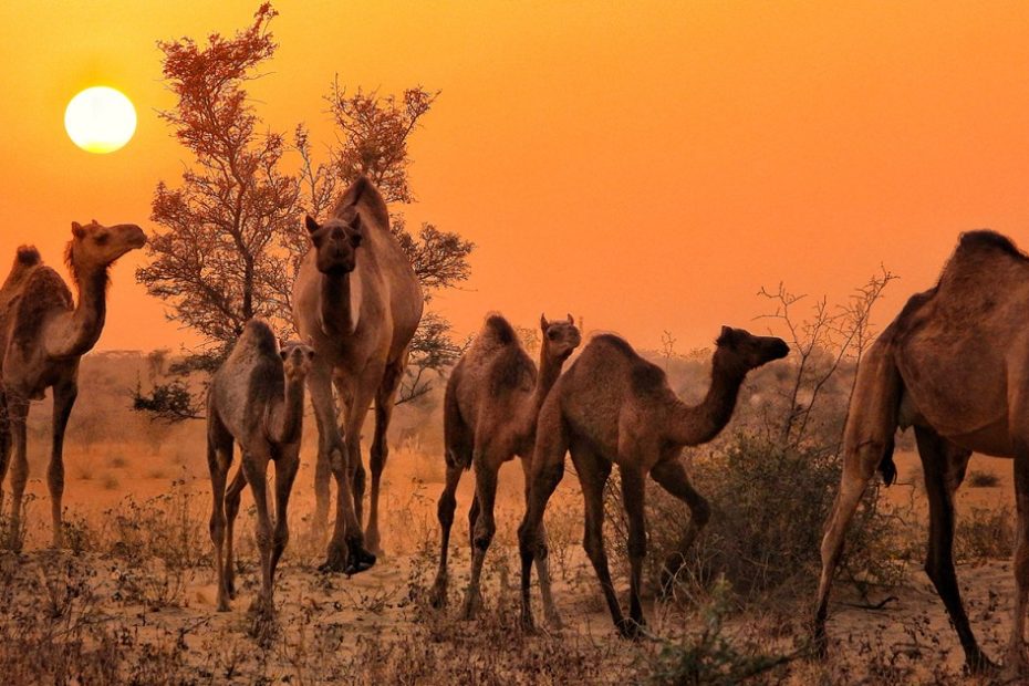 India's disappearing camels: How laws to save them could wipe them out Environment News