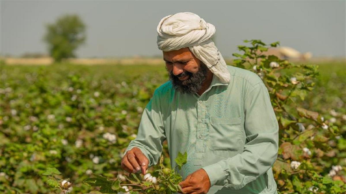 Interloop Kapas project receives cotton sustainability certification
