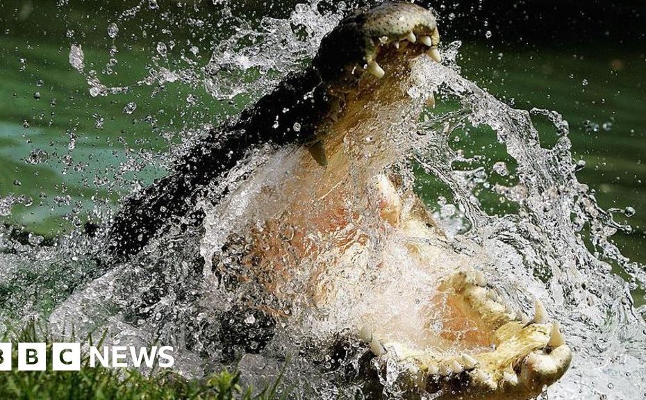 Is it for preservation or culling? Life in the crocodile capital of Australia