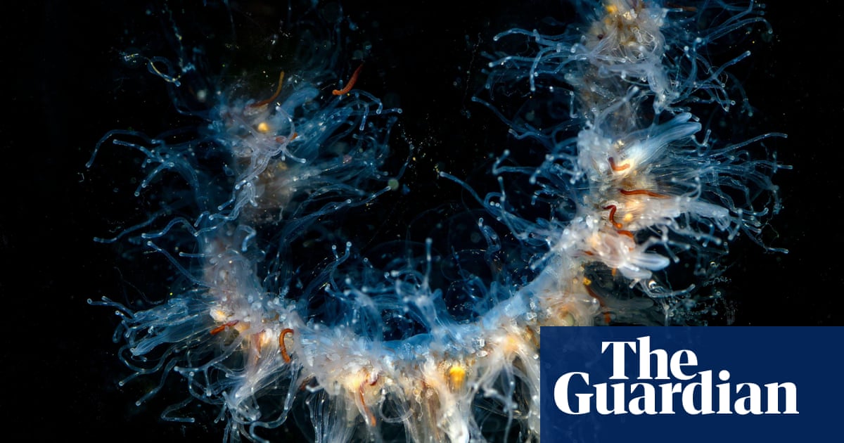 Jellyfish threaten Scottish salmon farms, campaigners call for action Scotland
