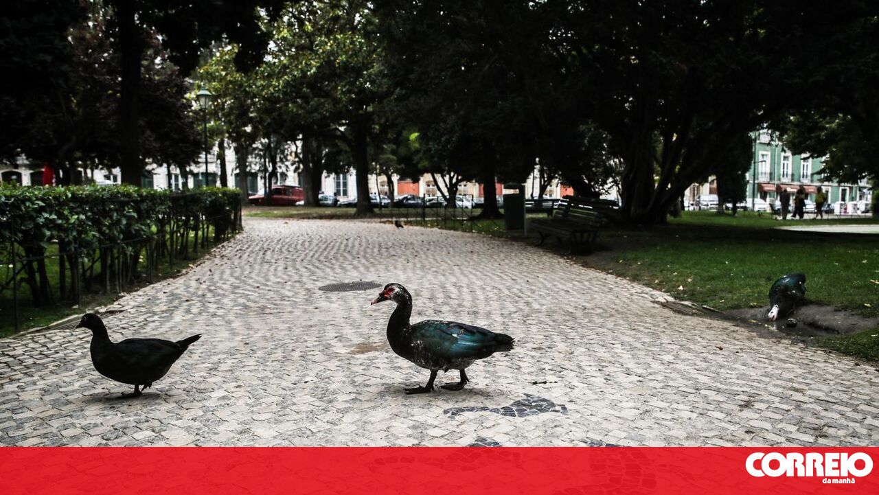 Lajes de calçada portuguesa celebram a União Luso-Britânica em Great Yarmouth – Cultura
