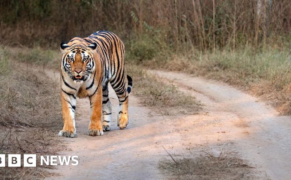 Nepal's leader says the country has too many tigers. Yeah?