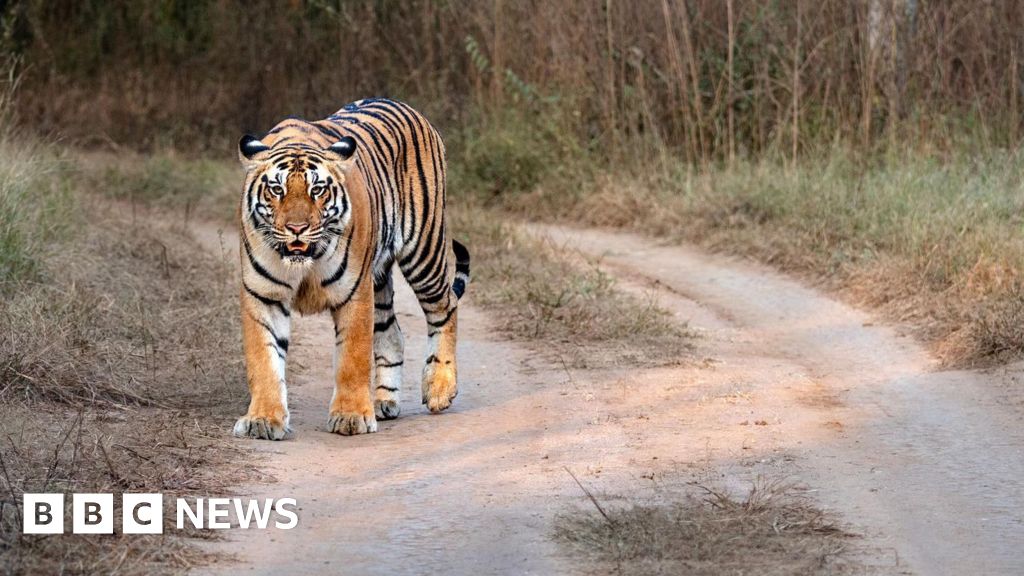 Nepal's leader says the country has too many tigers. Yeah?