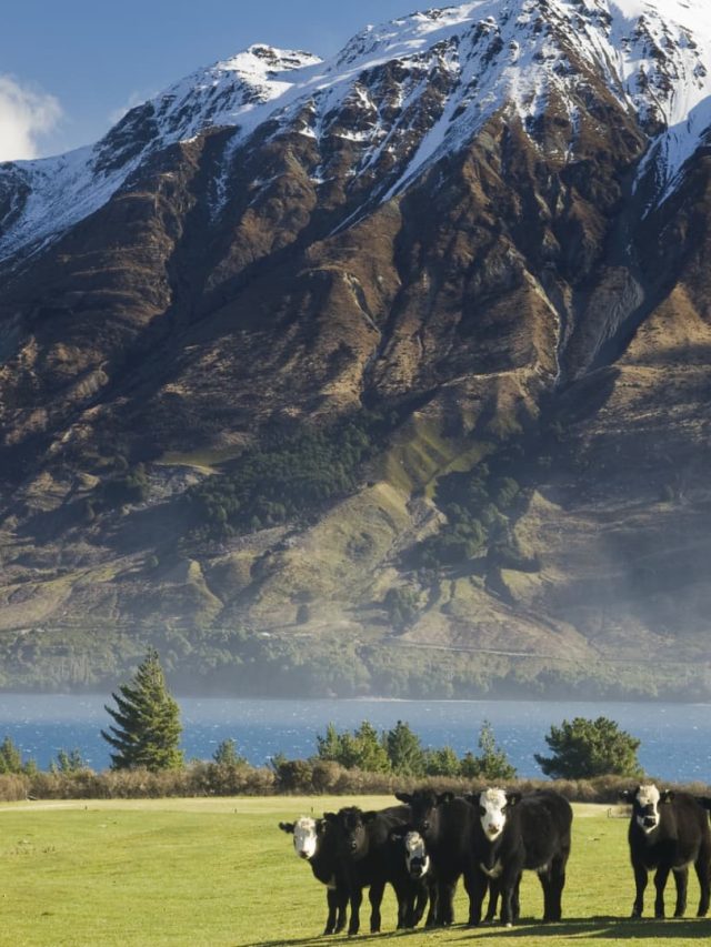 New Zealand and UAE sign trade deal