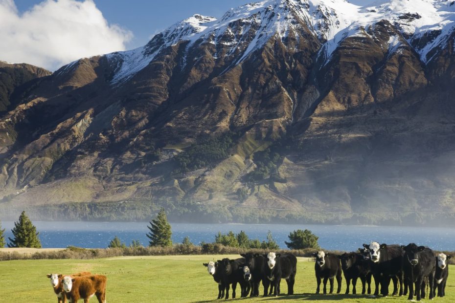 New Zealand and UAE sign trade deal