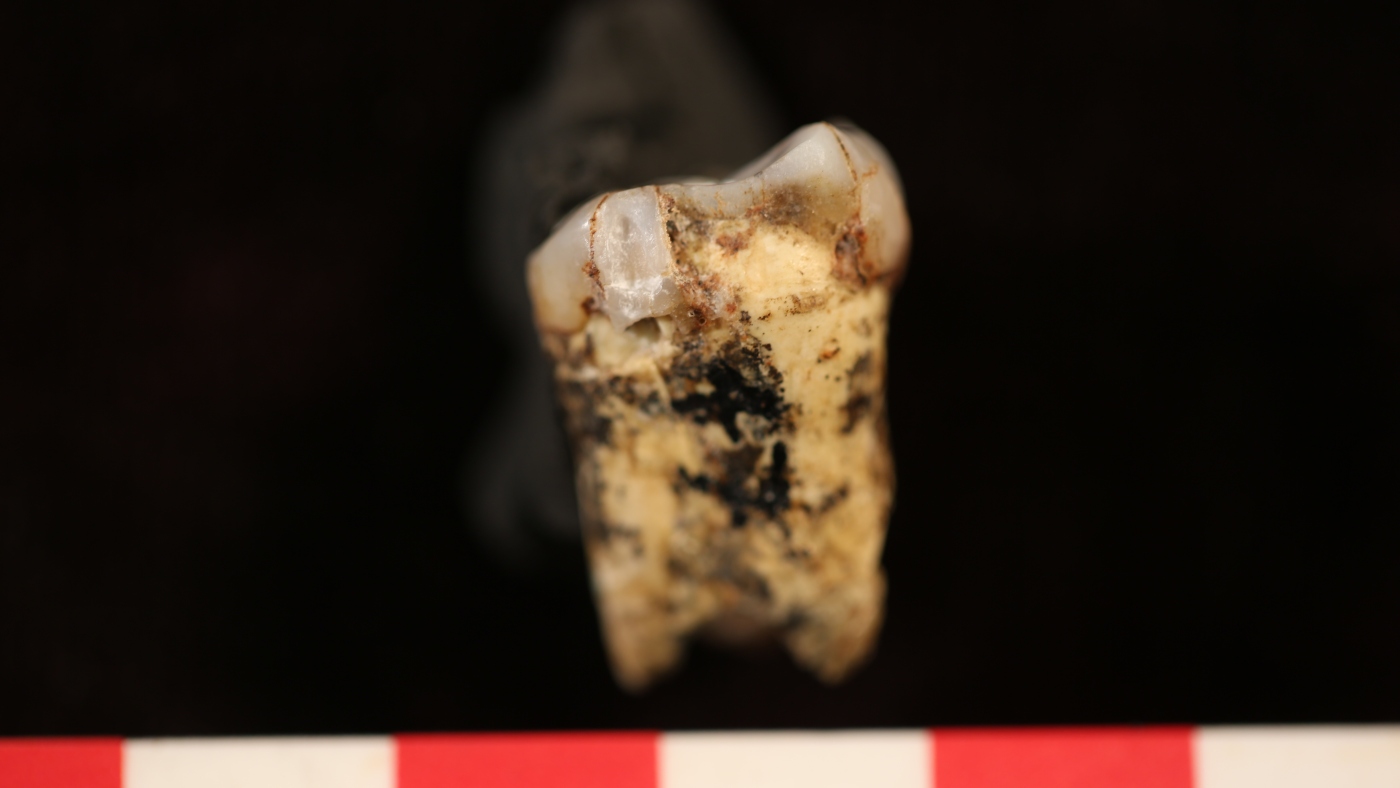 New analysis shows some human ancestors didn't eat much meat: NPR