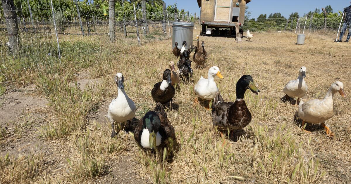 Newbird influenza strains found on California Duck Farm