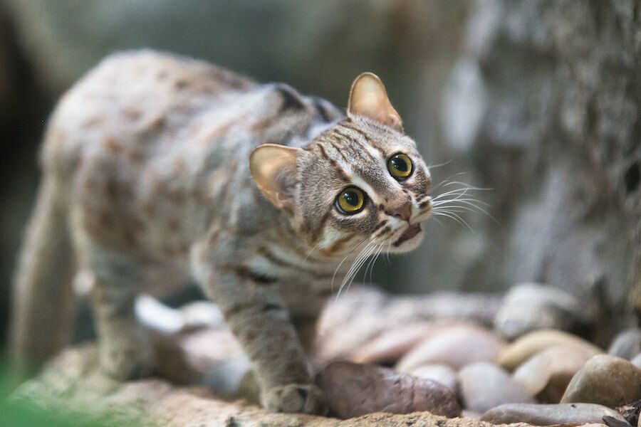 O menor gato encontrado na China. viveu há 300.000 anos
