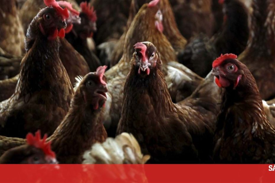 OMS preocupa-se com possível mutação do vírus da gripe aviária - Ciência e Saúde