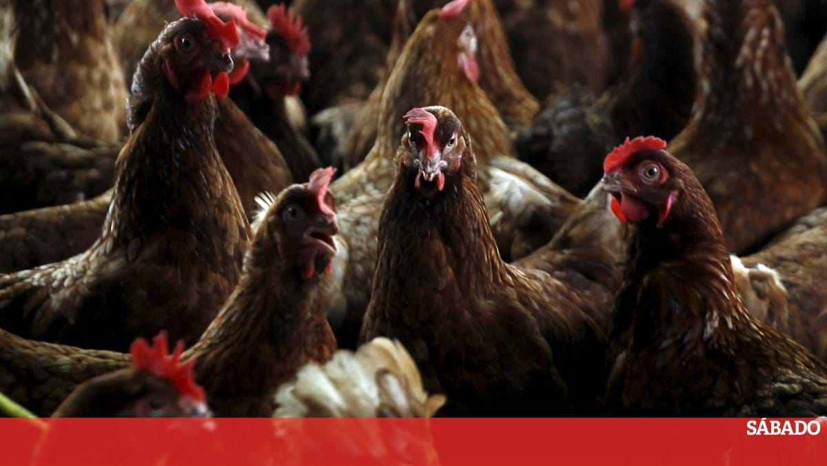 OMS preocupa-se com possível mutação do vírus da gripe aviária – Ciência e Saúde