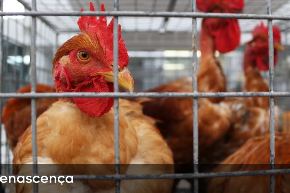 OMS teme que vírus da gripe aviária possa sofrer mutação