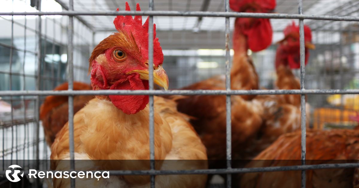OMS teme que vírus da gripe aviária possa sofrer mutação