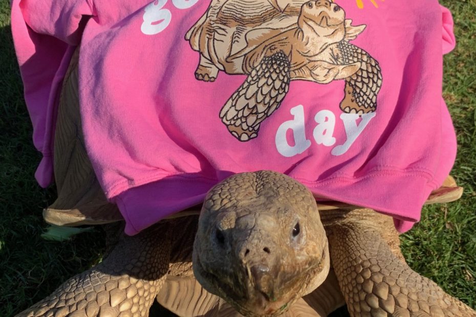 Pacific Palisades celebrity tortoise Tiptoe among fire evacuees: NPR