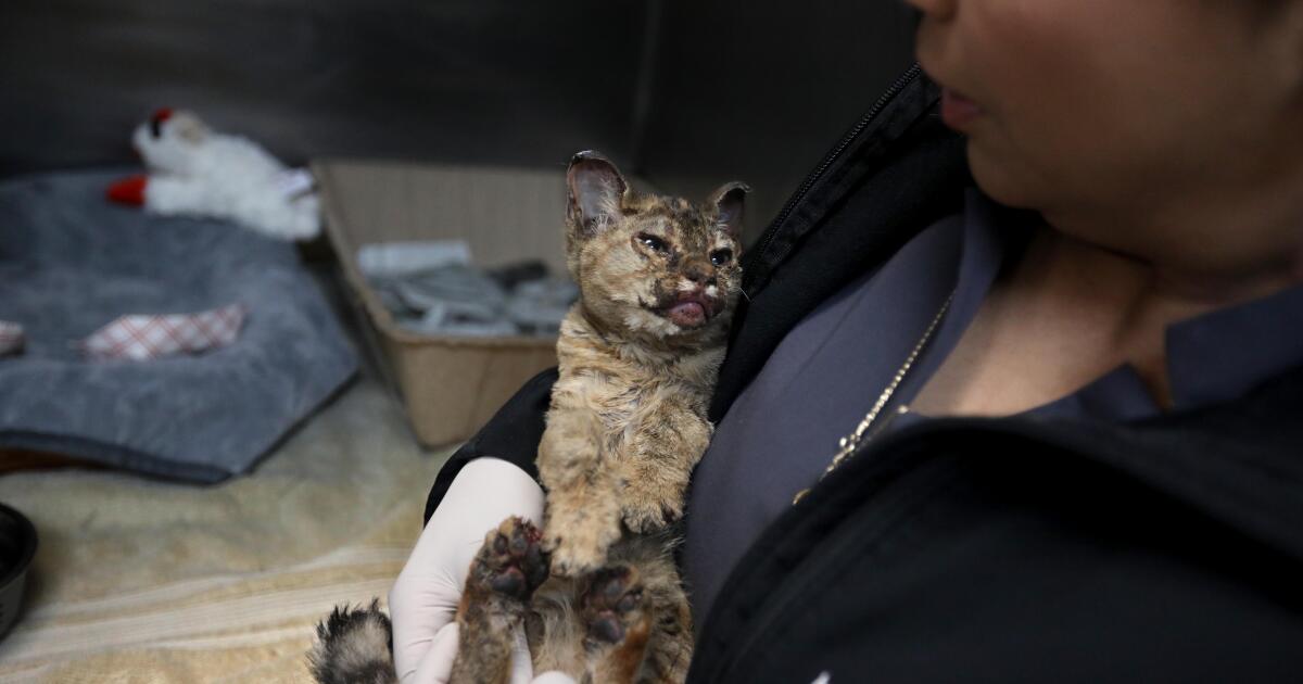 Pasadena shelter filled with burned, anxious pets after Eaton fire
